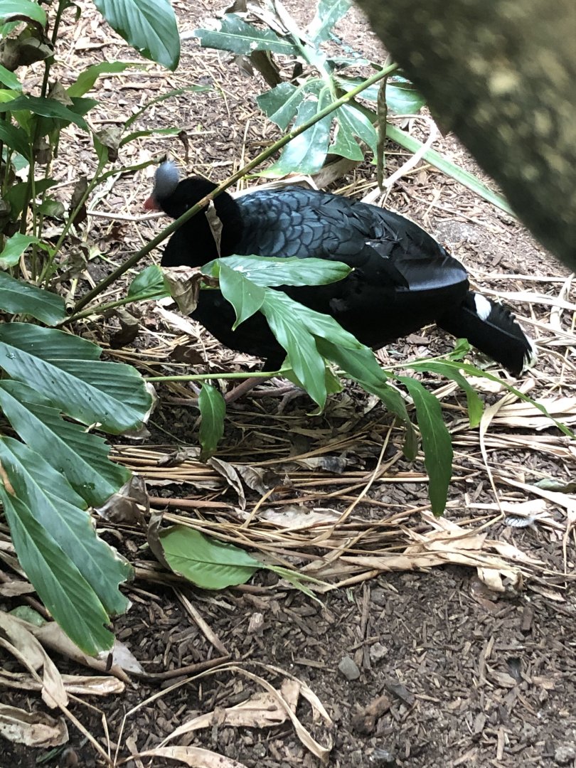 Northern Helmeted Currasow