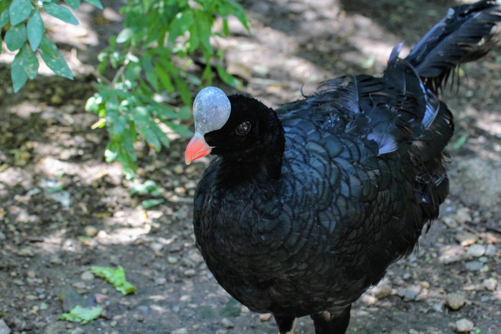 Northern Helmeted Currasow