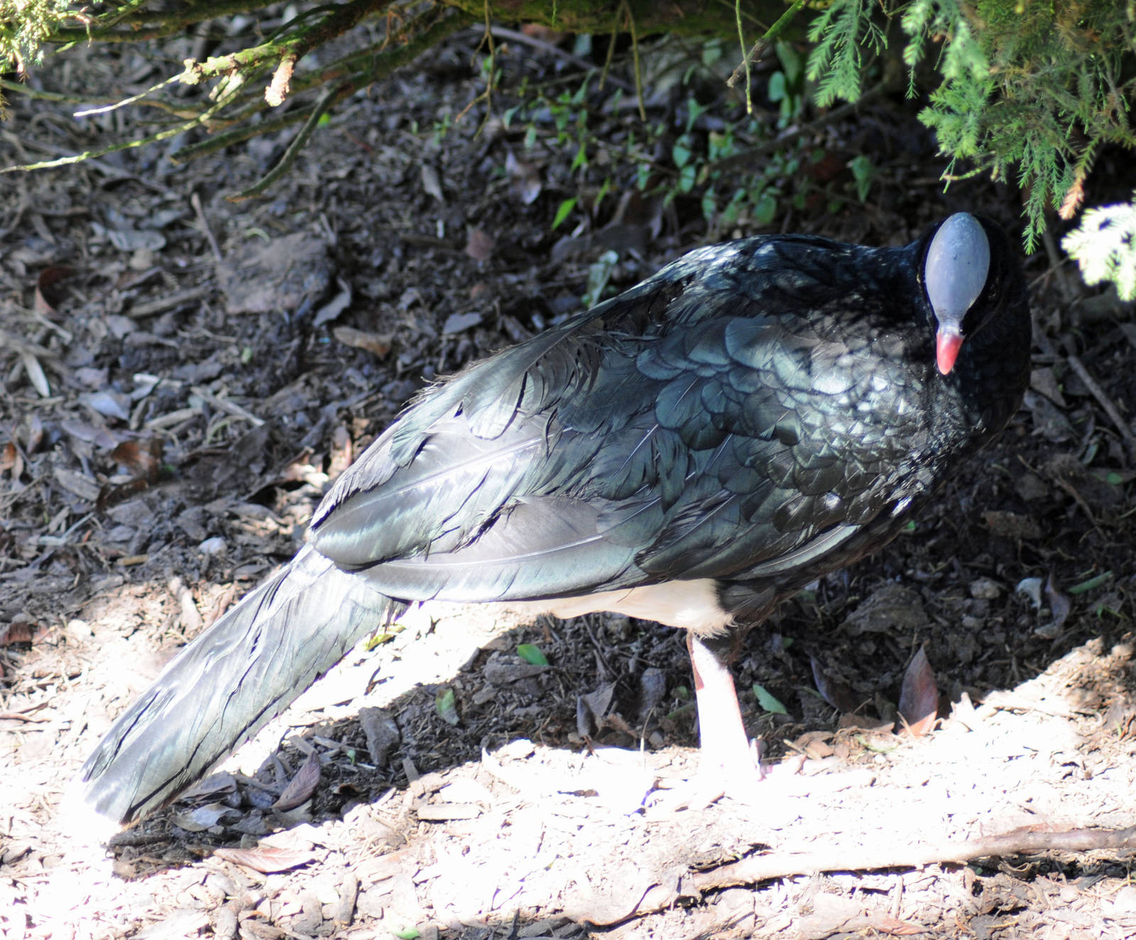 Northern Helmeted Currassow