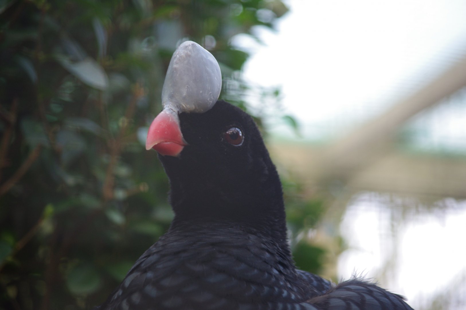 Northern Helmeted Cussarow- 19/2/2024