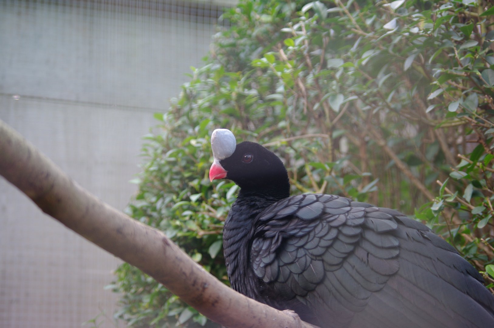 Northern Helmeted Cussarow- 19/2/2024