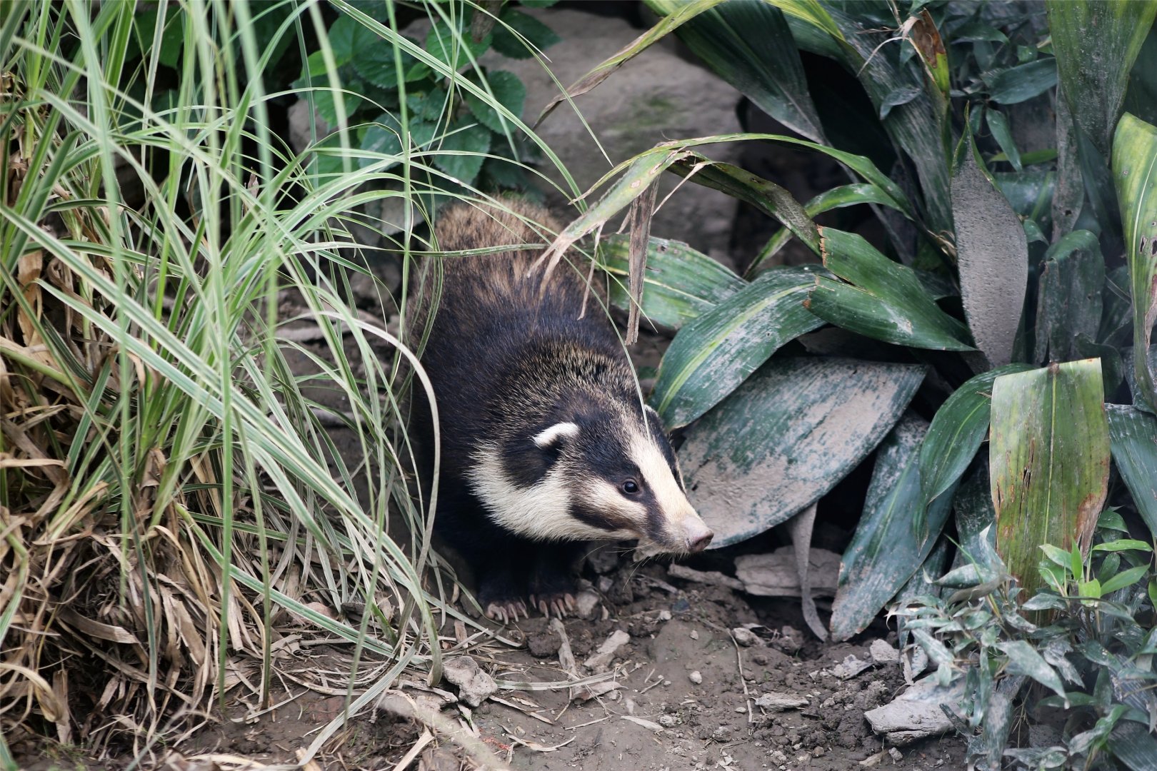 Northern Hog Badger (Arctonyx albogularis), emerging from bush