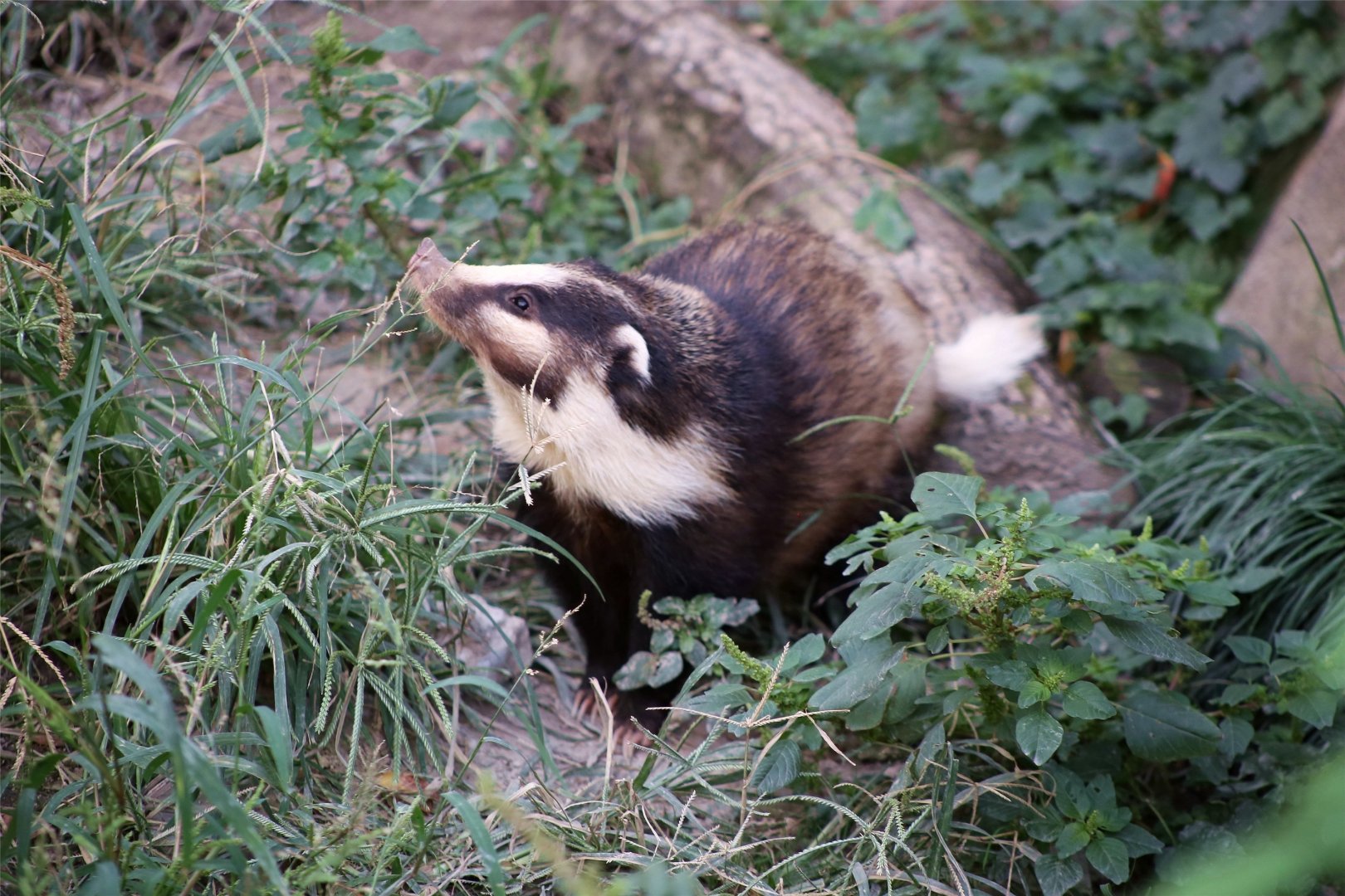 Northern Hog Badger (Arctonyx albogularis)
