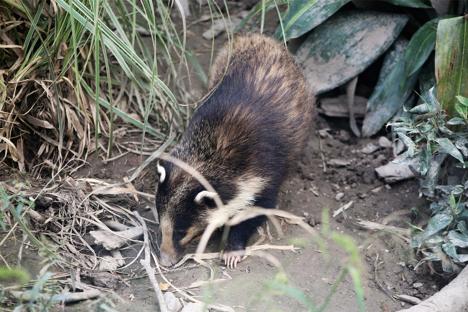 Northern Hog Badger (Arctonyx albogularis)