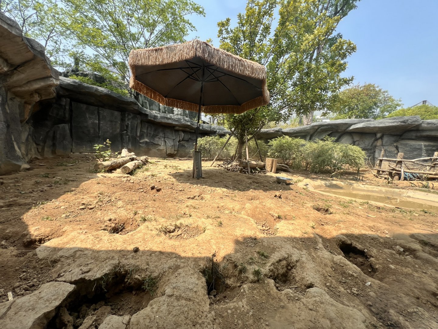 Northern Hog Badger Exhibit