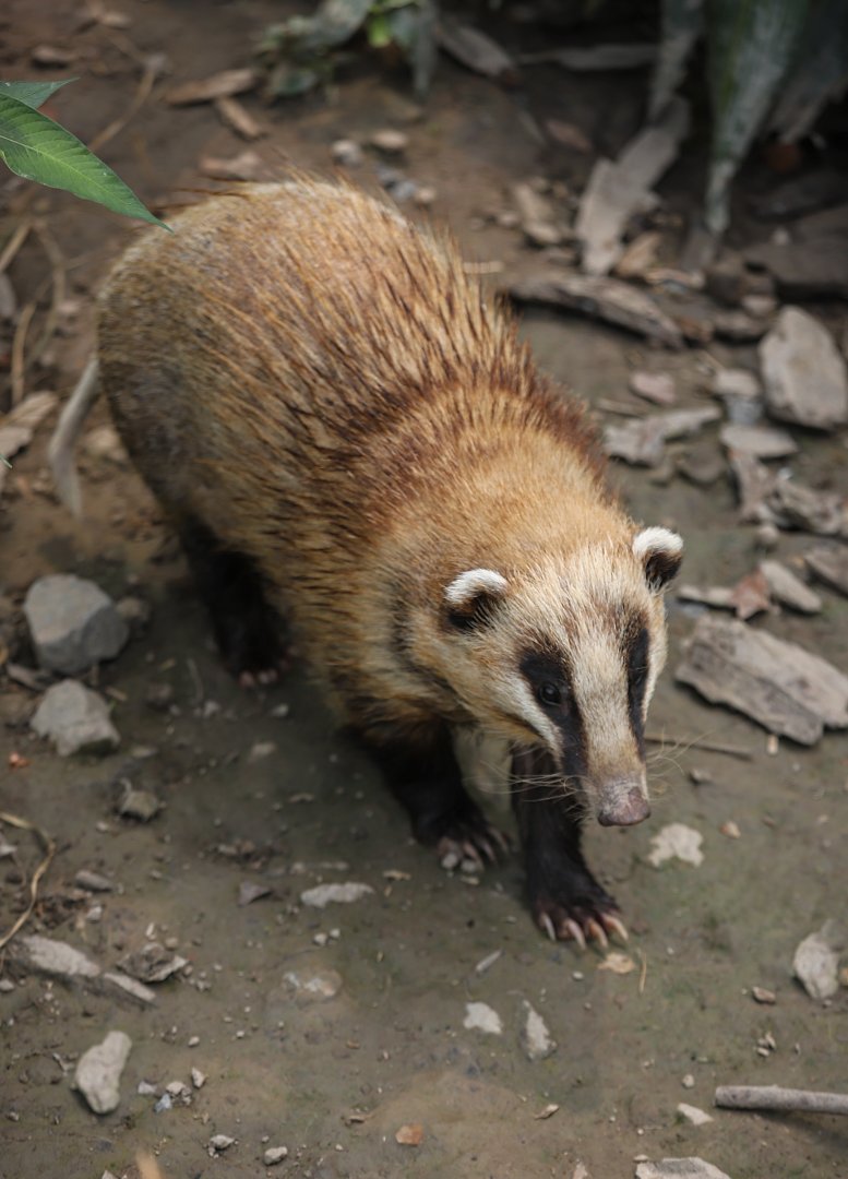 Northern hog badger