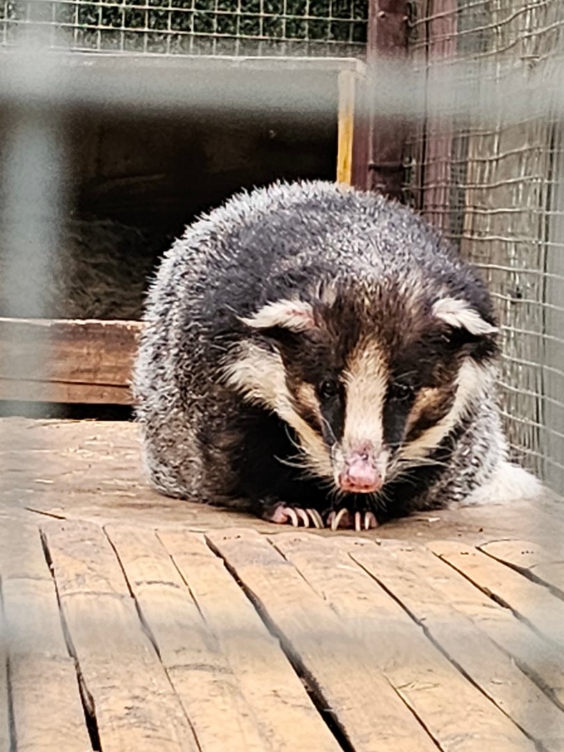 Northern hog badger