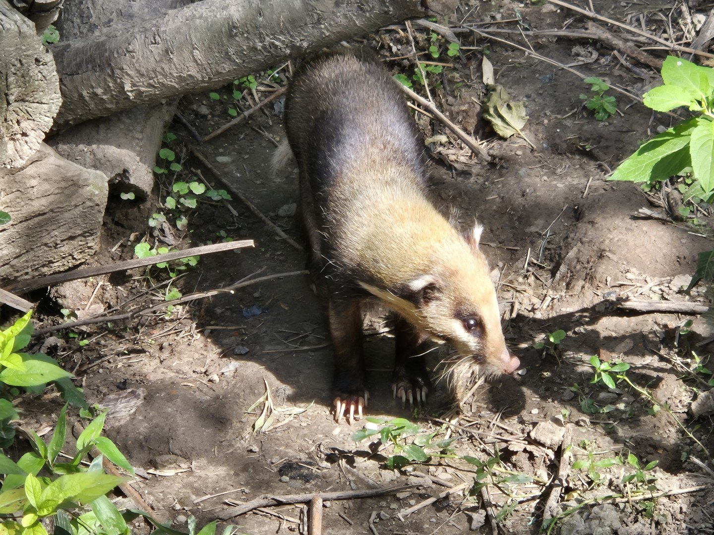 Northern Hog Badger
