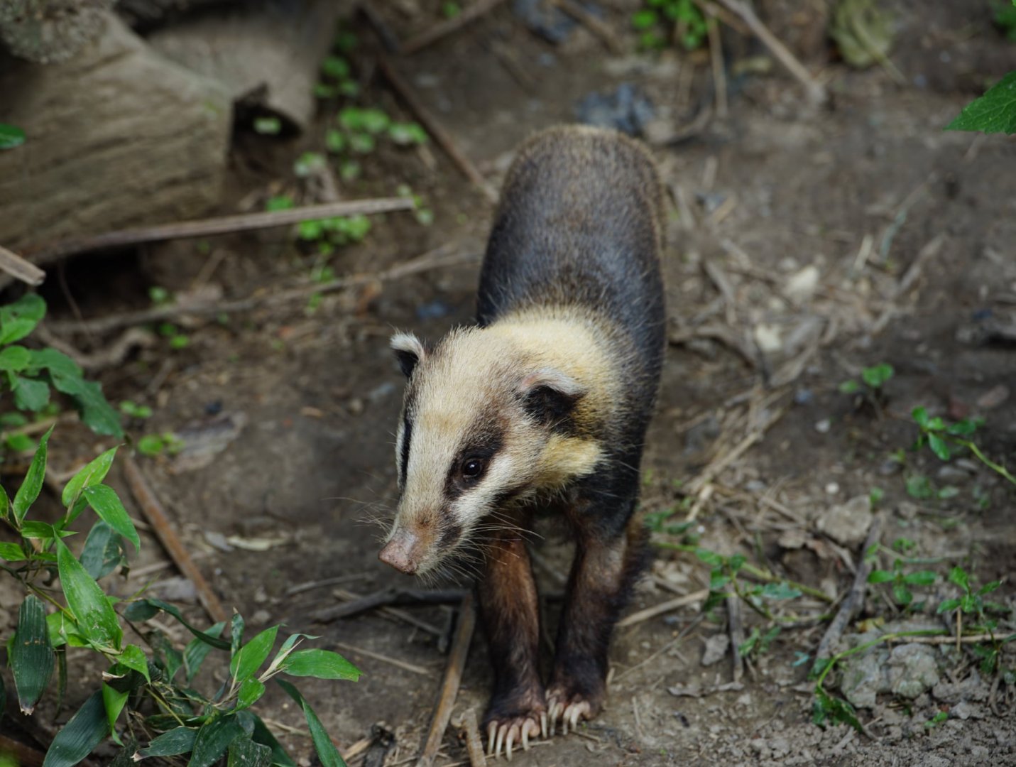Northern Hog Badger