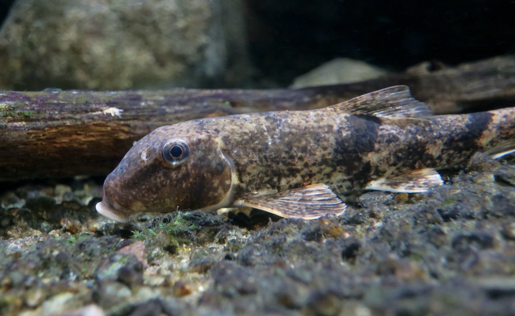 Northern Hogsucker (Hypentelium nigricans) - Cold Spring Harbor Fish Hatchery & Aquarium