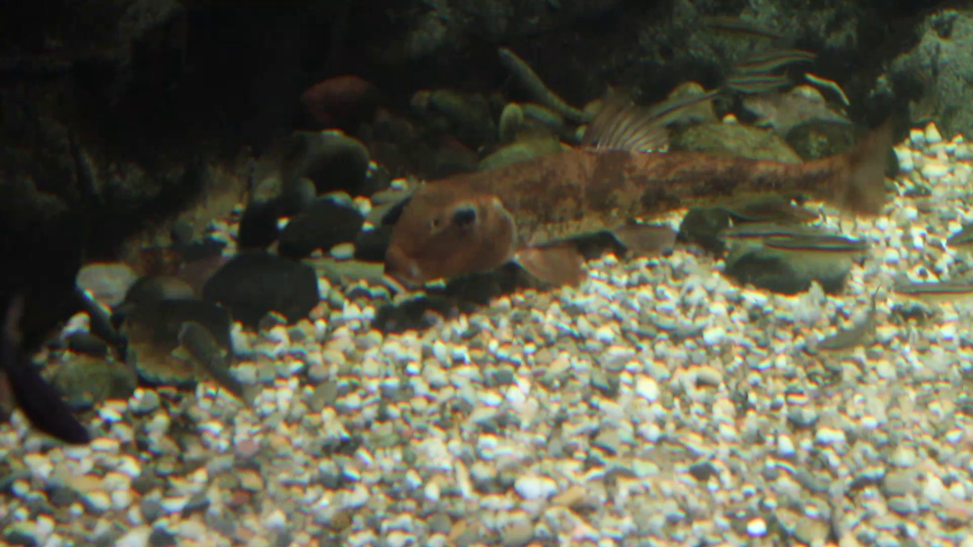 Northern hogsucker (Hypentelium nigricans)