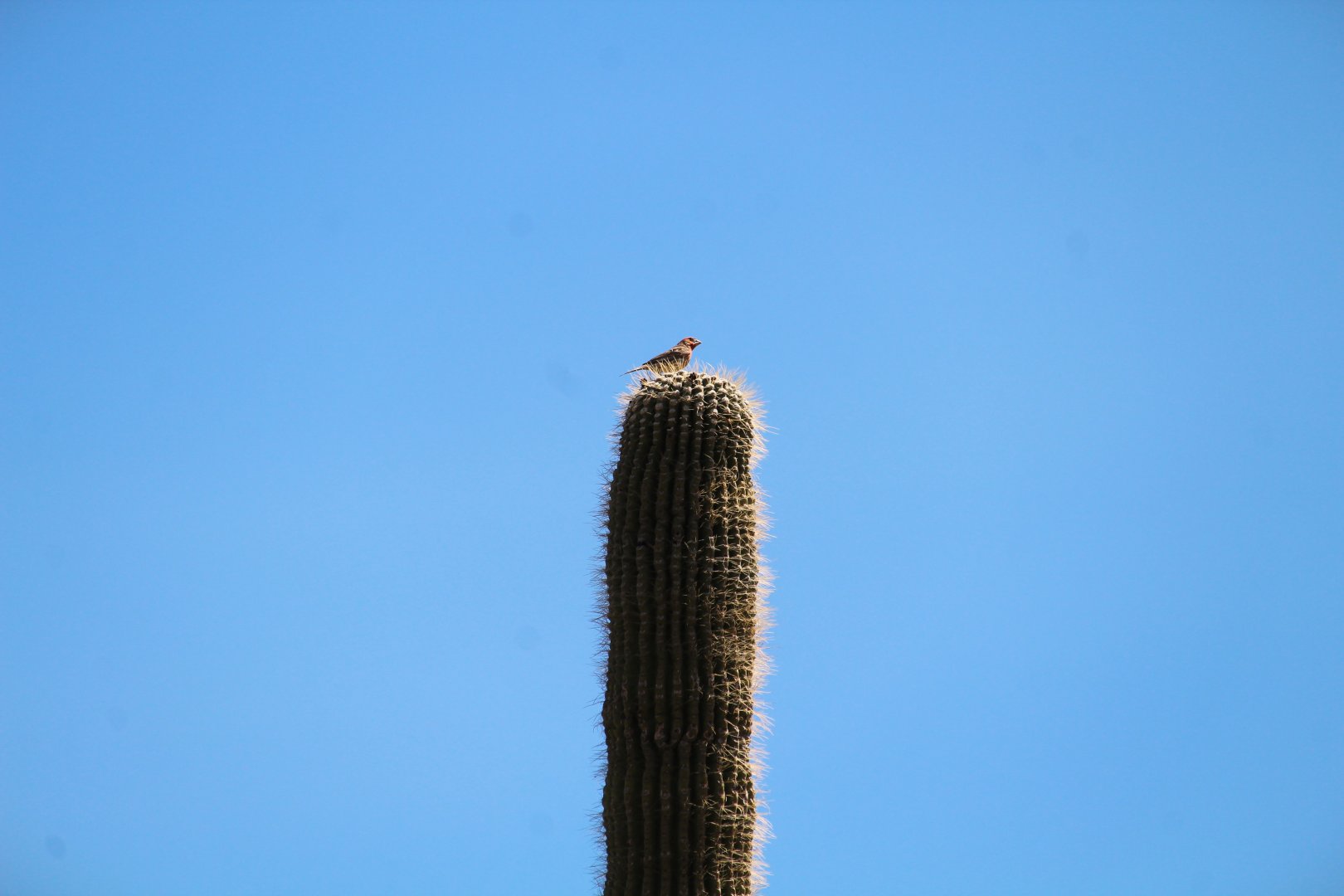 Northern House Finch
