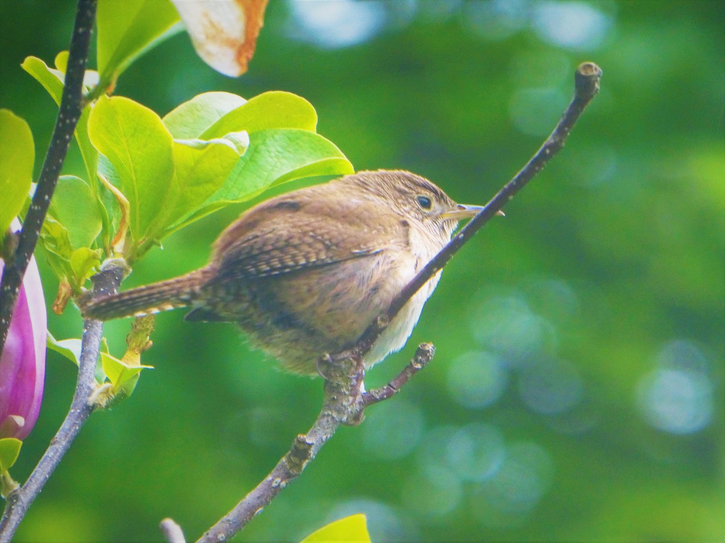 Northern House Wren