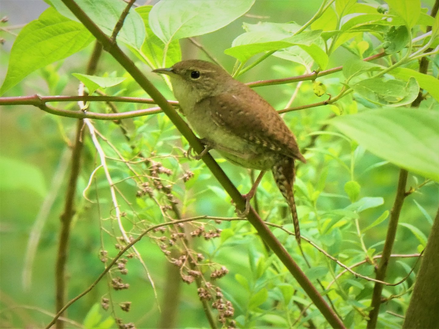 Northern House Wren