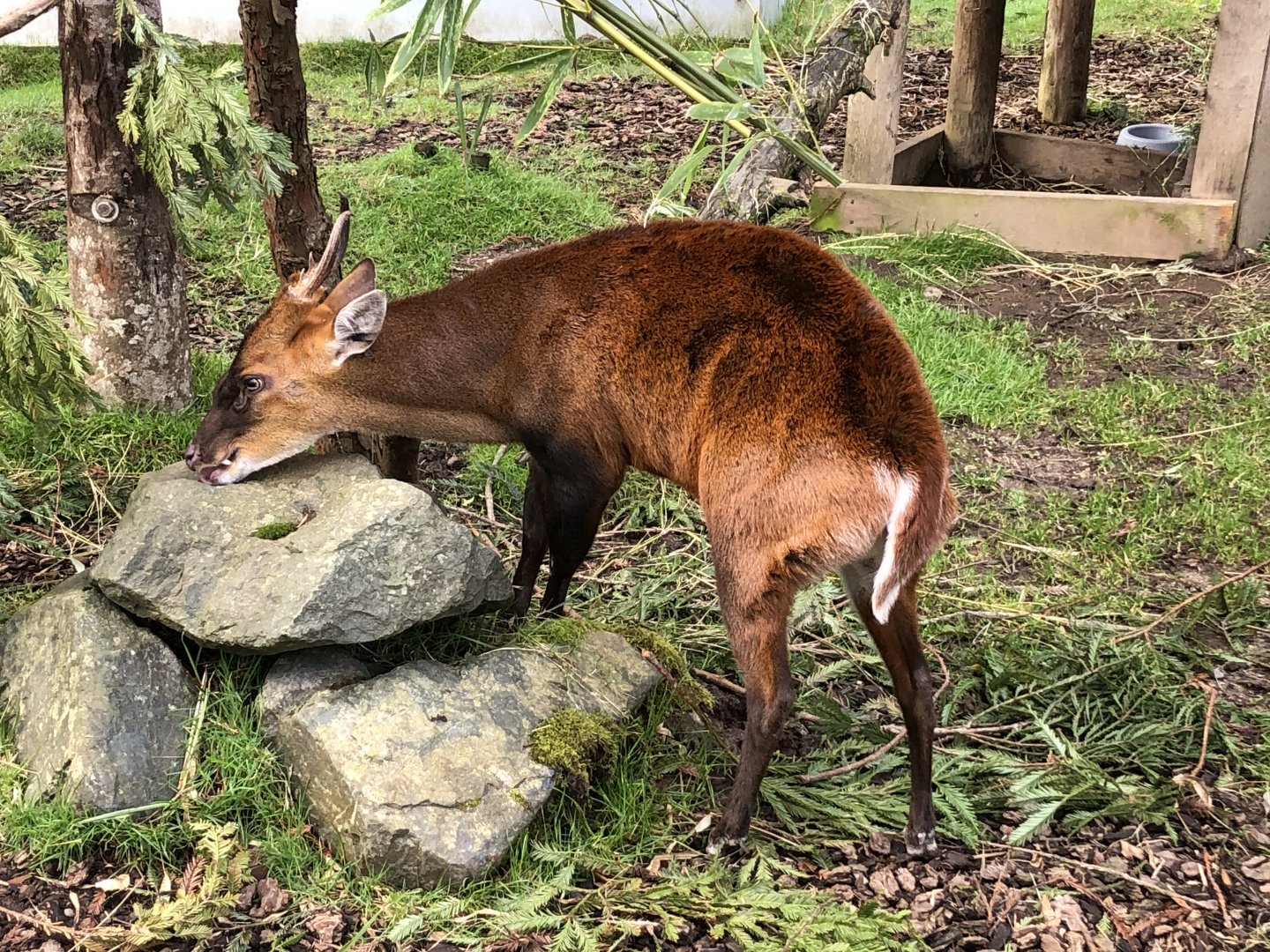 Northern Indian muntjac