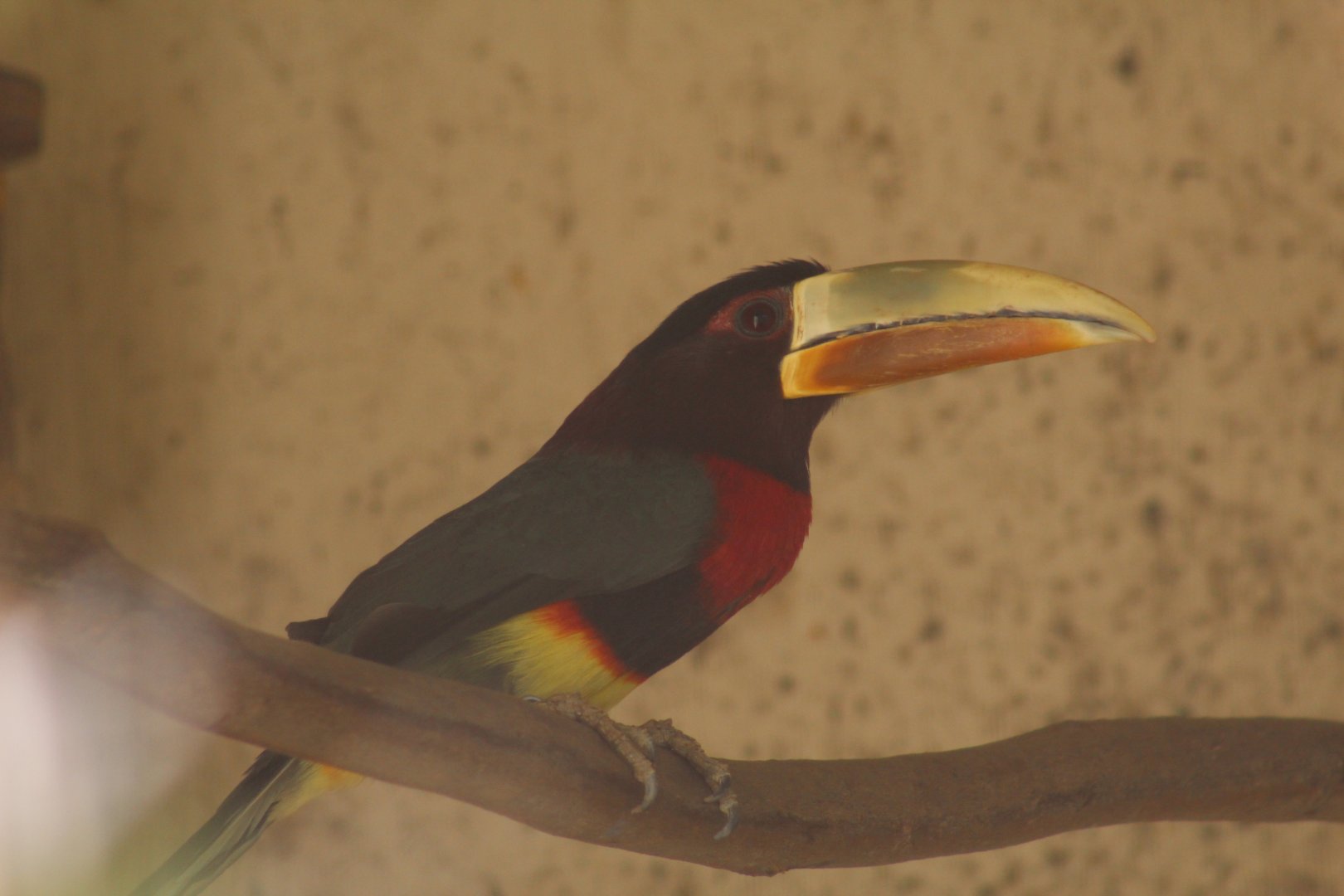 Northern Ivory-Billed Araçari