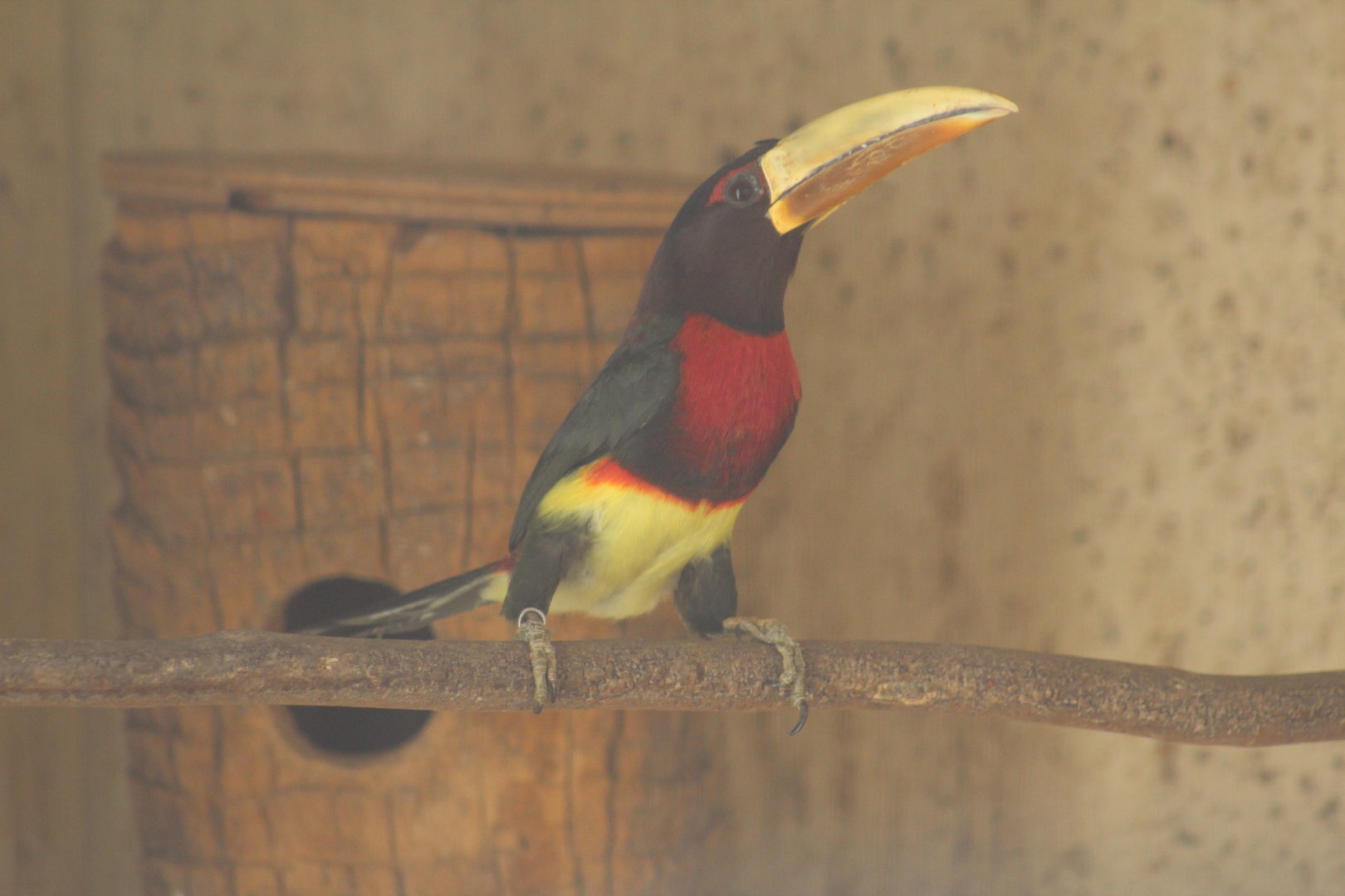 Northern Ivory-Billed Araçari