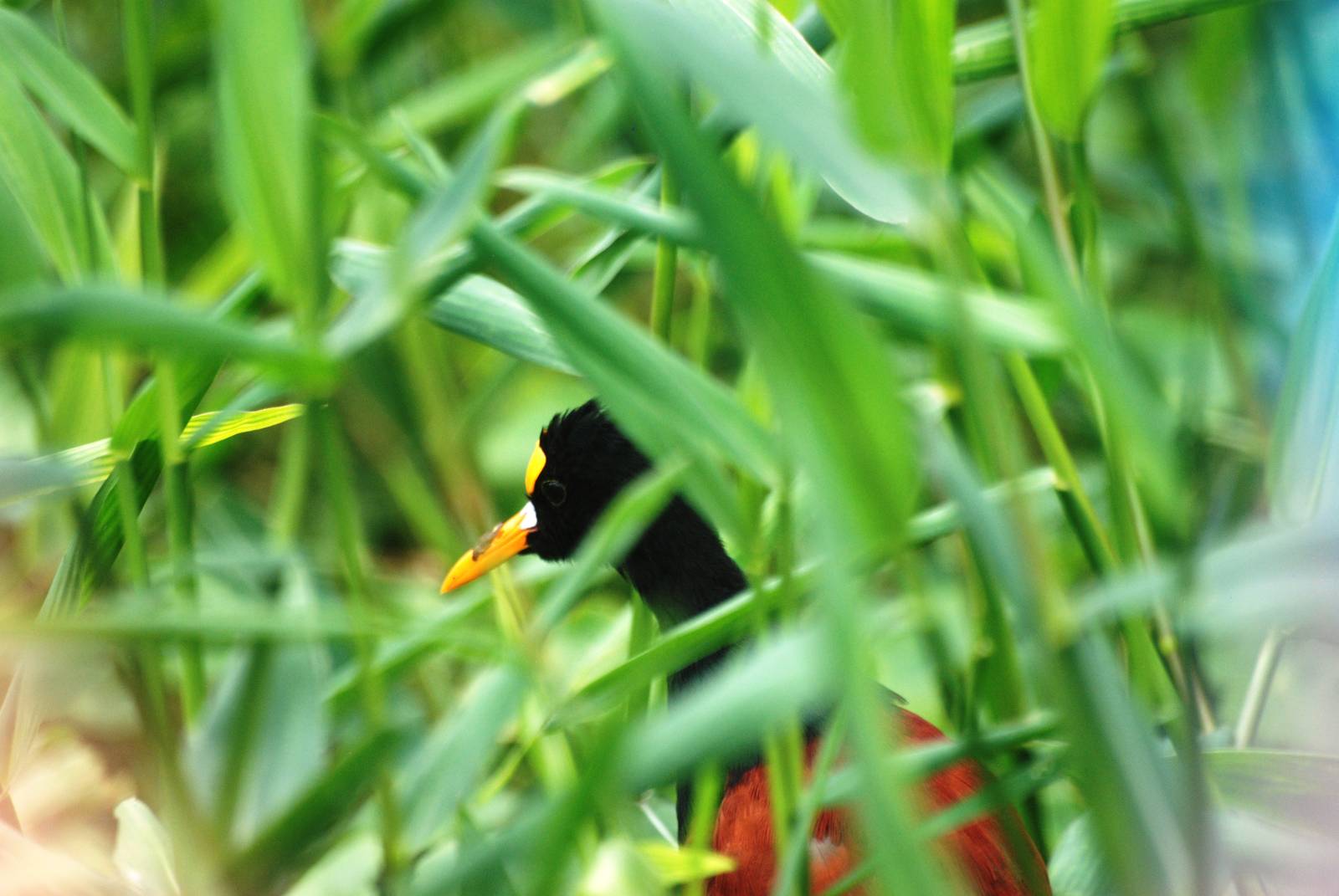 Northern Jacana in Tortuguero, 13/04/14