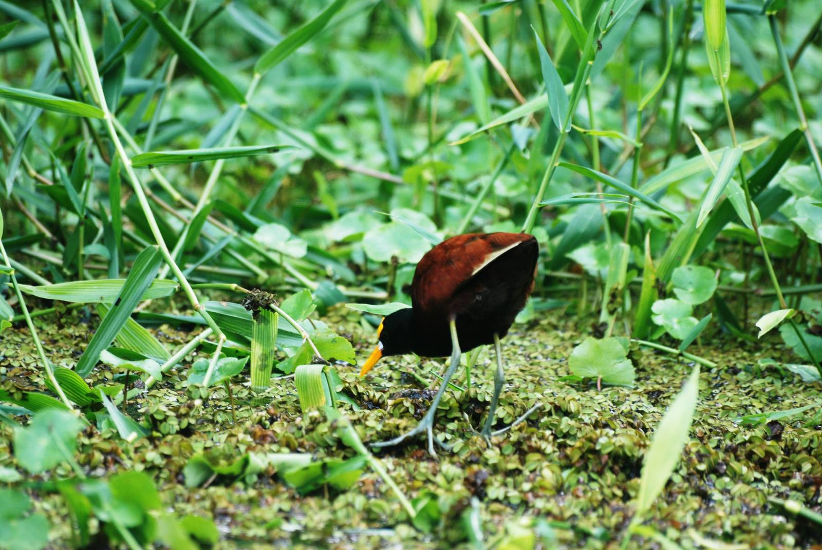 Northern Jacana in Tortuguero, 13/04/14