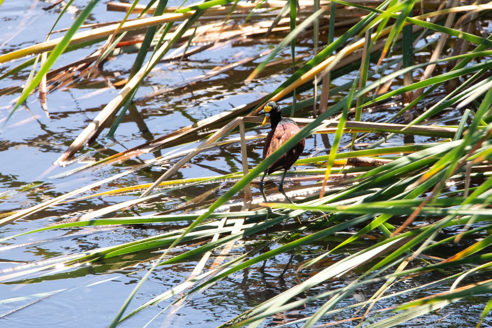 Northern Jacana- Jacana spinosa