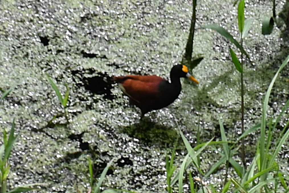 Northern jaçana (Jacana spinosa)