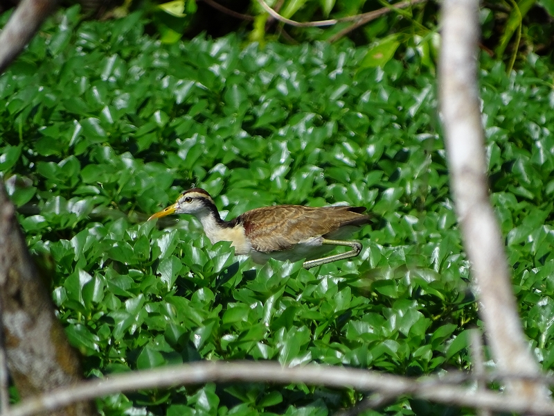 Northern Jacana juvenile