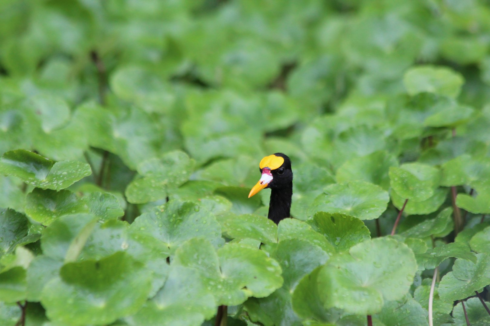 Northern Jacana - Mar 2019