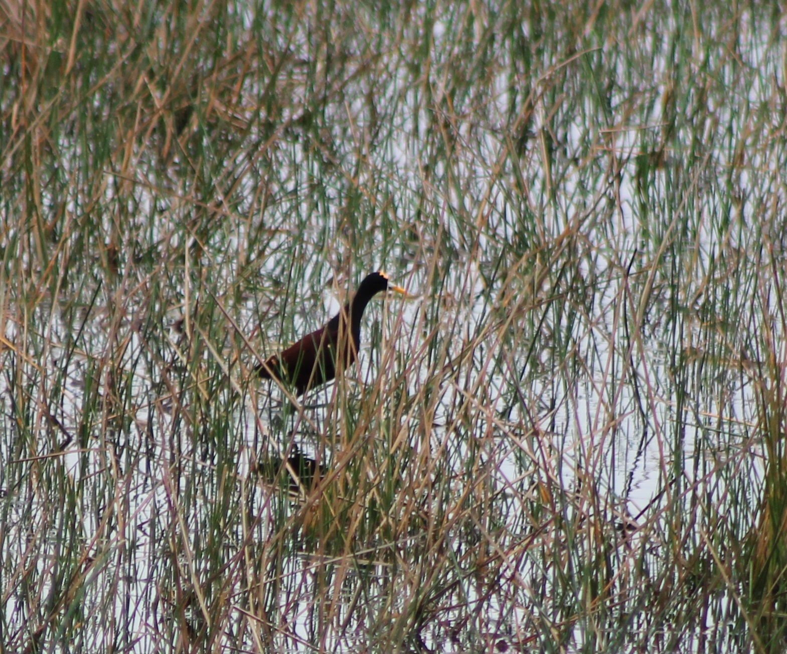 Northern jacana