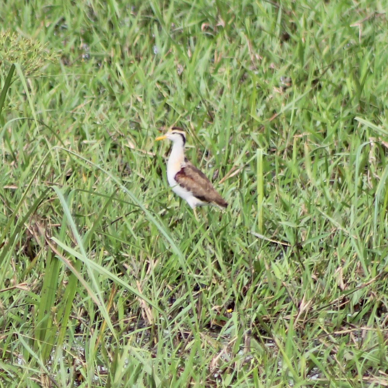 Northern jacana