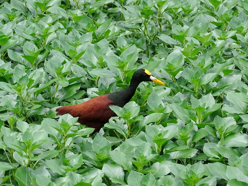 Northern Jacana