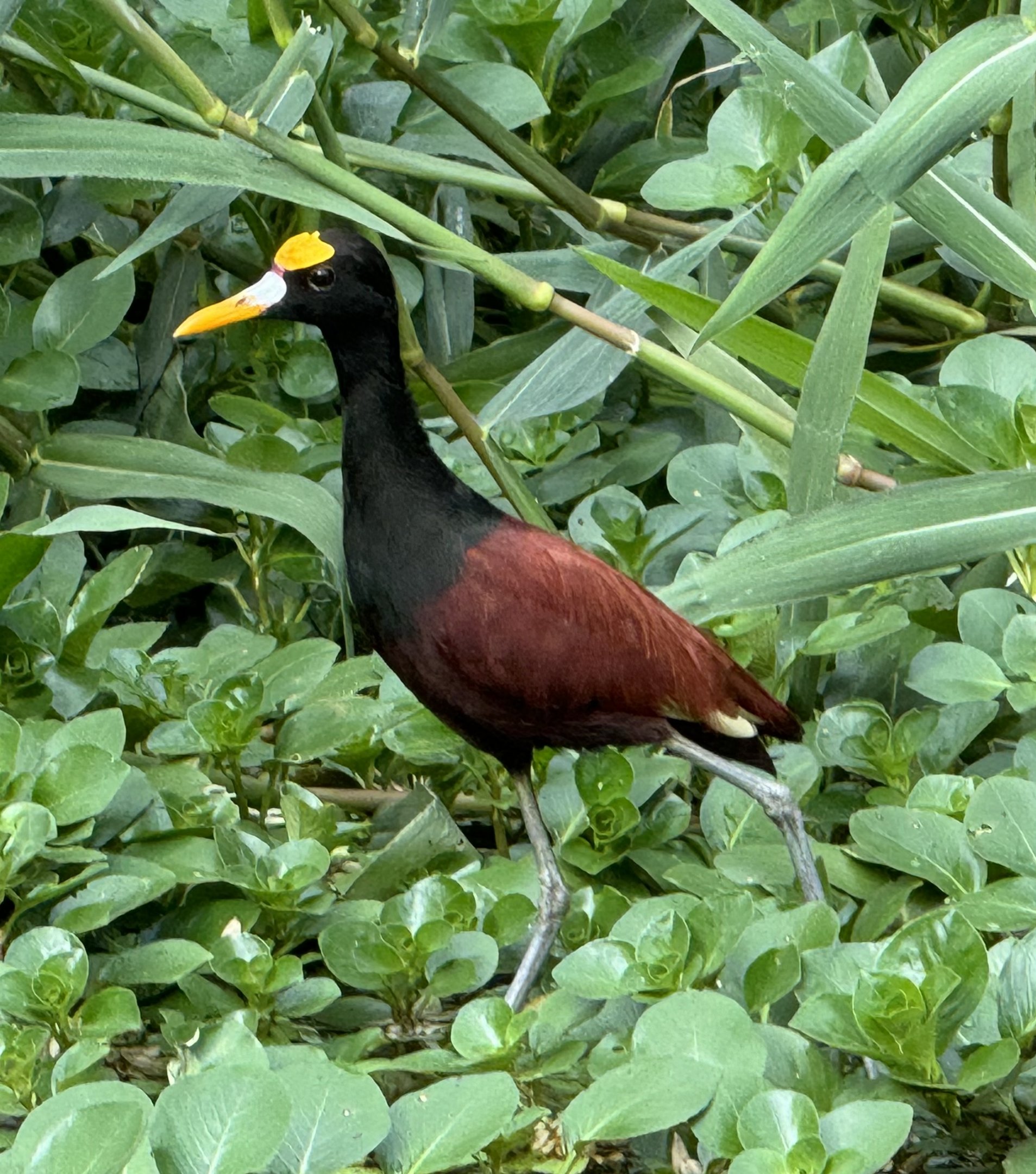 Northern jacana