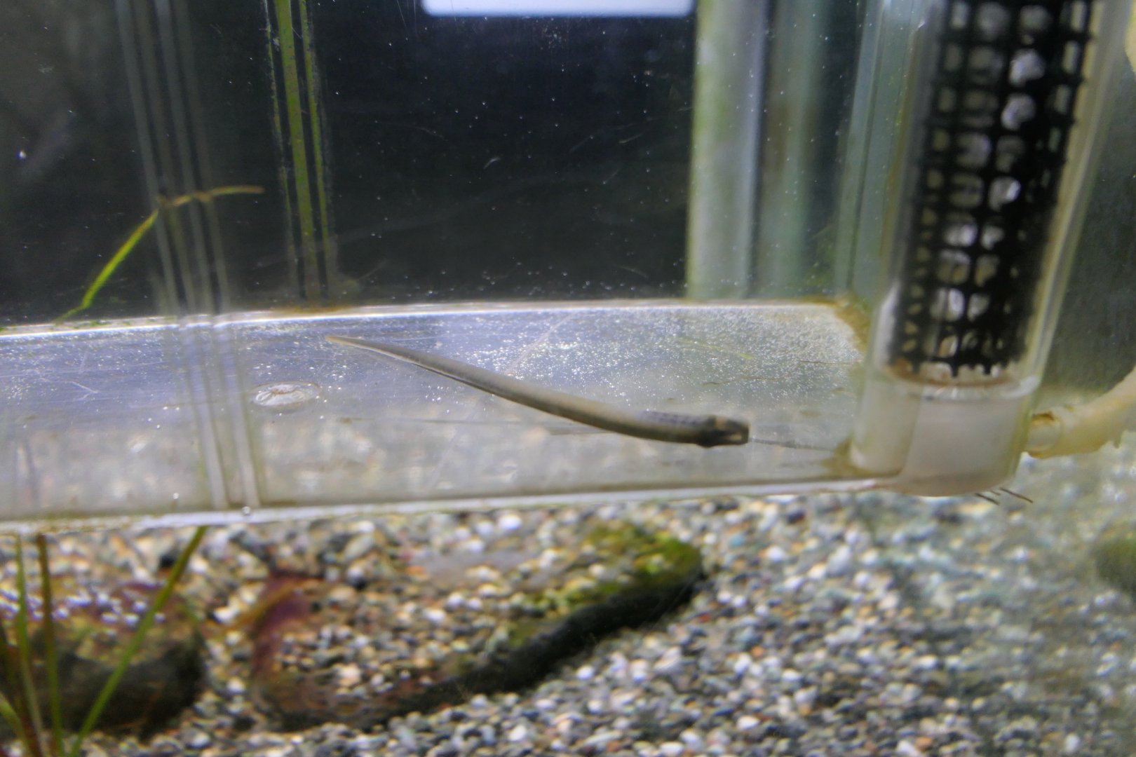 Northern Japanese Brook Lamprey (Lethenteron mitsukurii) - Lake Biwa Museum