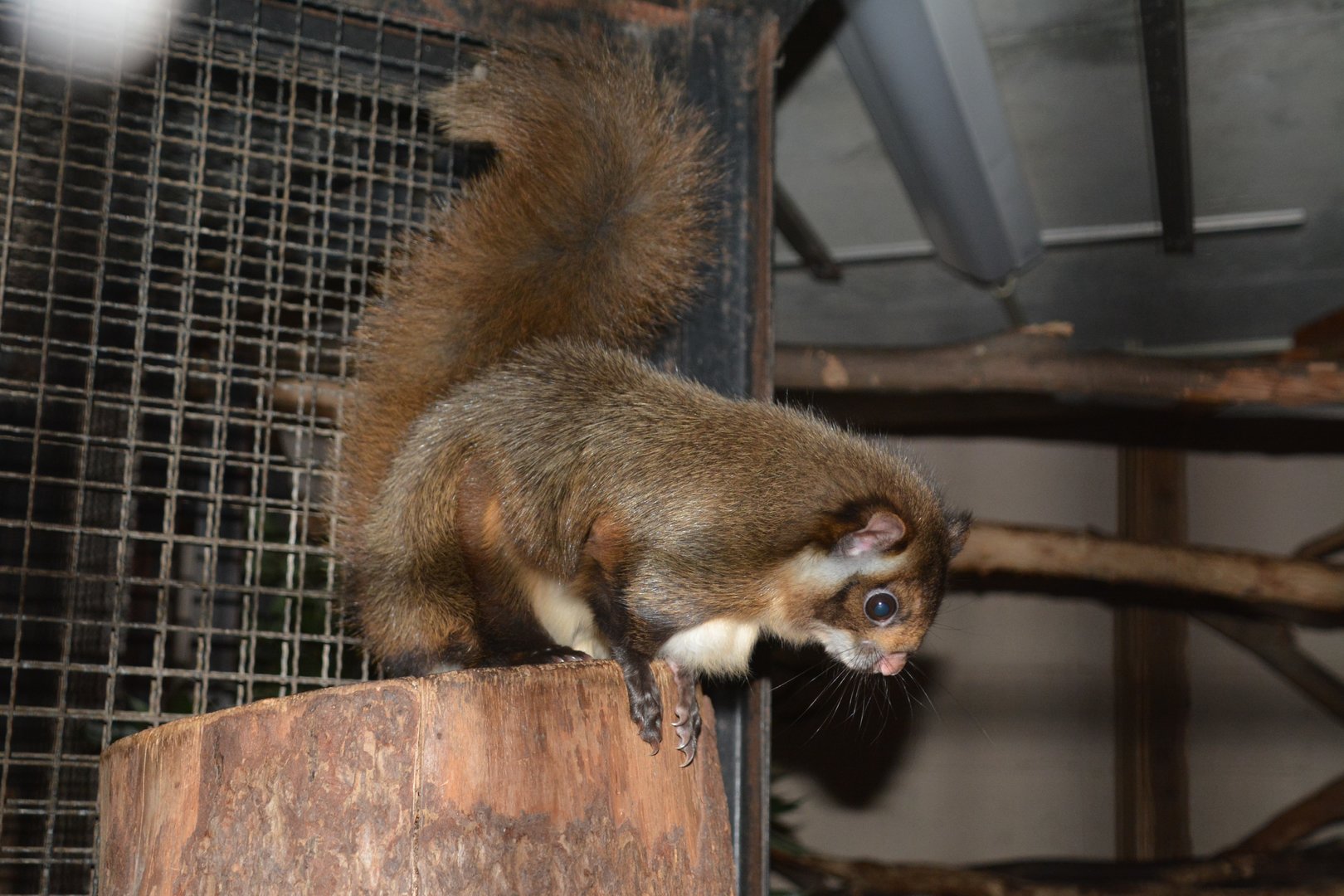 Northern Japanese giant flying squirrel (Petaurista leucogenys nikkonis)