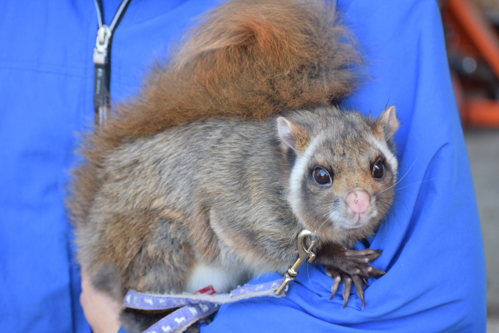 Northern Japanese giant flying squirrel - Saitama Children's Zoo