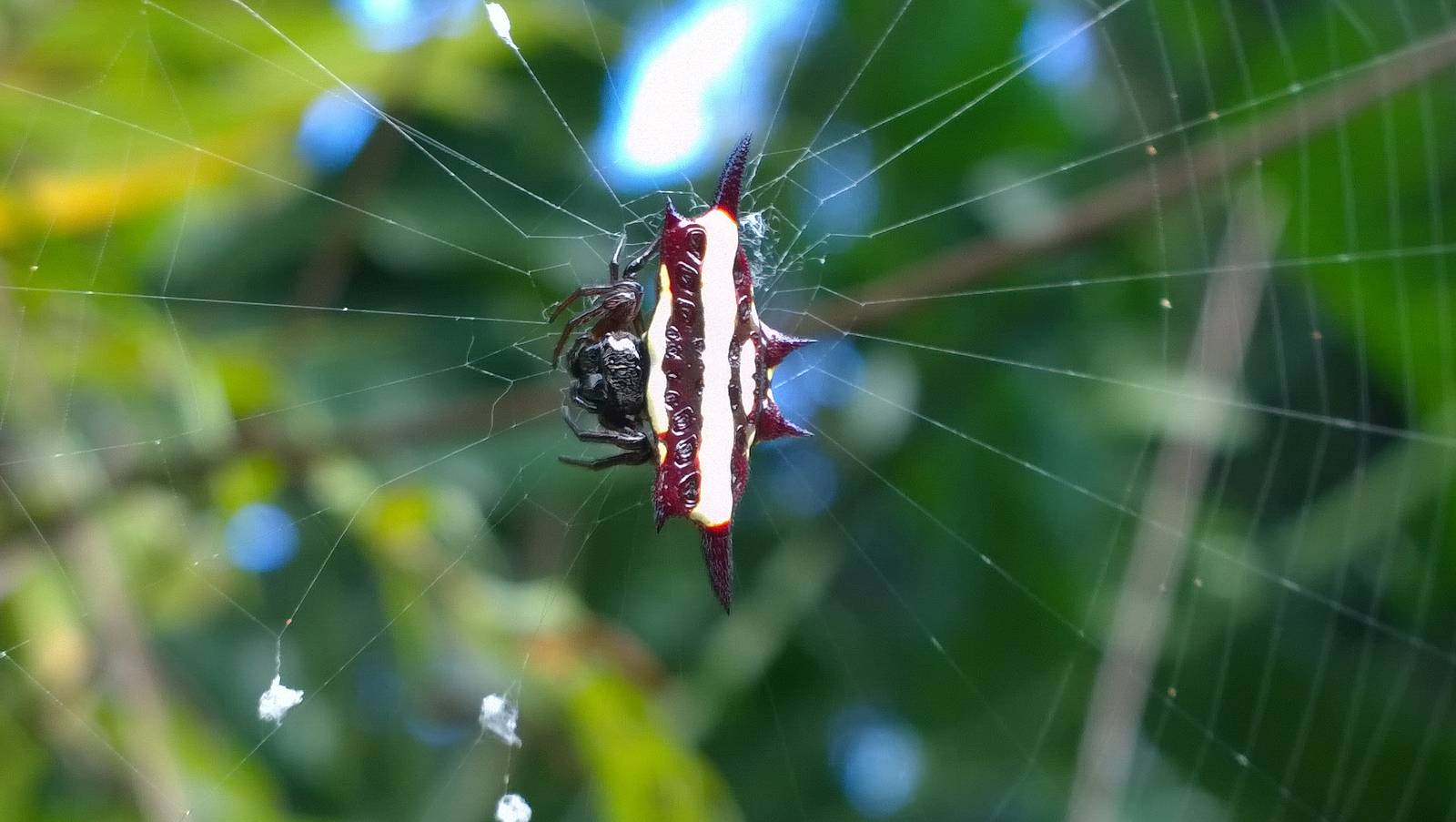 Northern jewelled spider