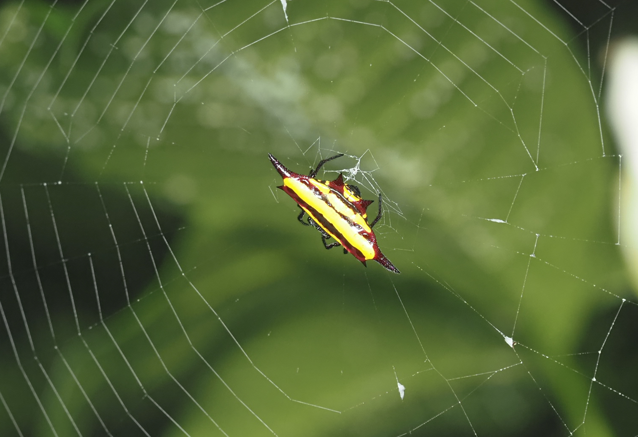 Northern Jewelled Spider