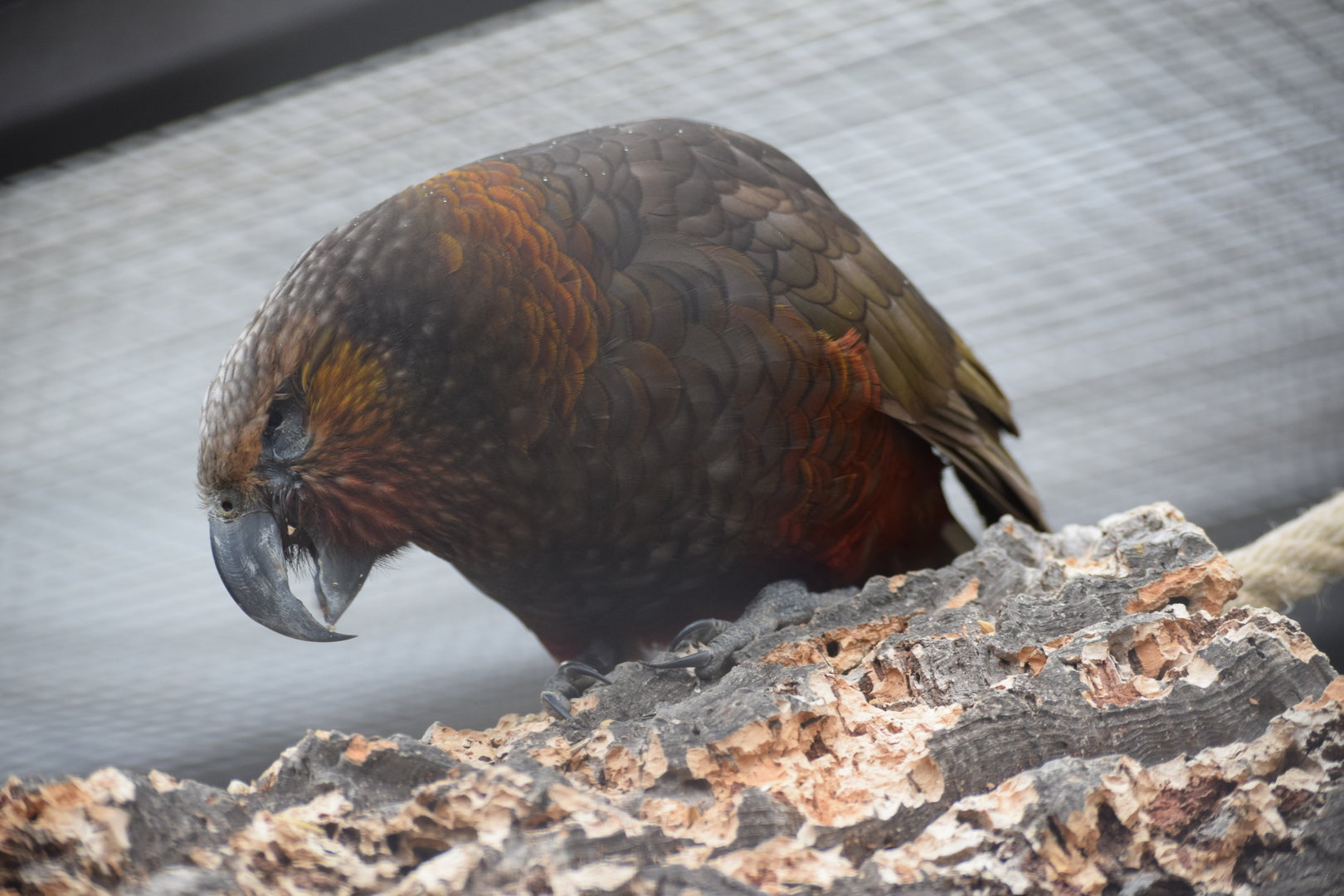 Northern kaka - May 2019