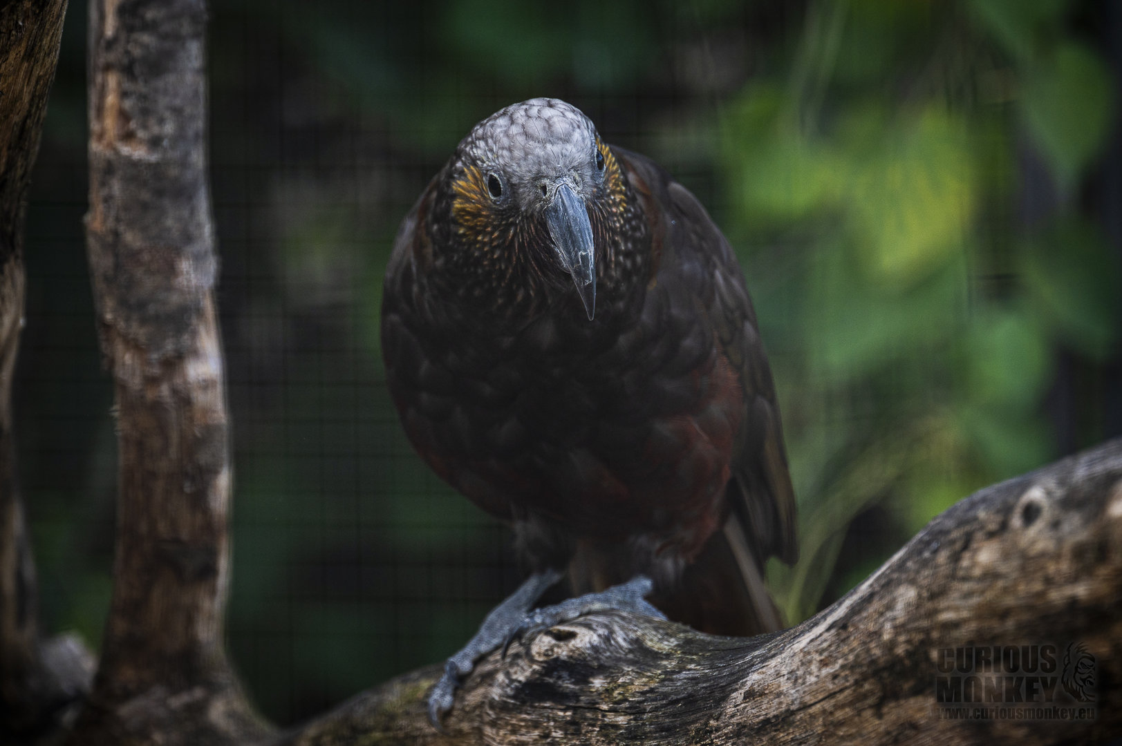 Northern kaka (nestor meridionalis septentrionalis) 10/23
