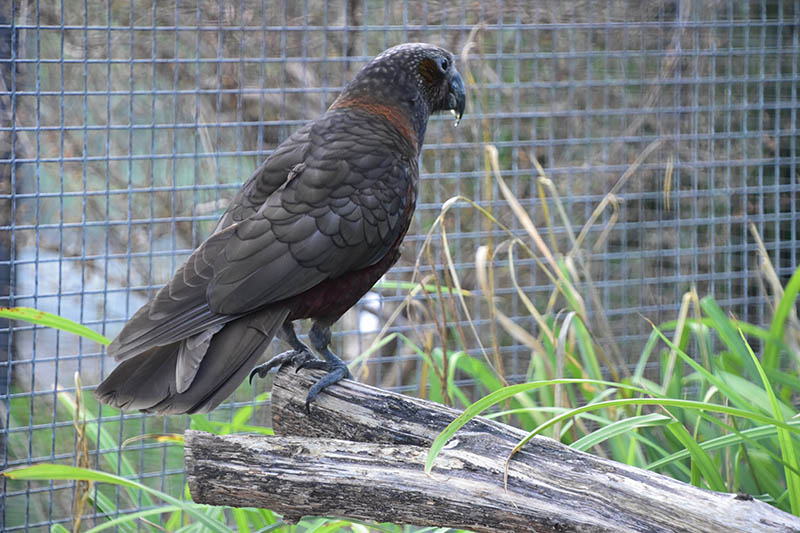 Northern kaka (Nestor meridionalis septentrionalis)