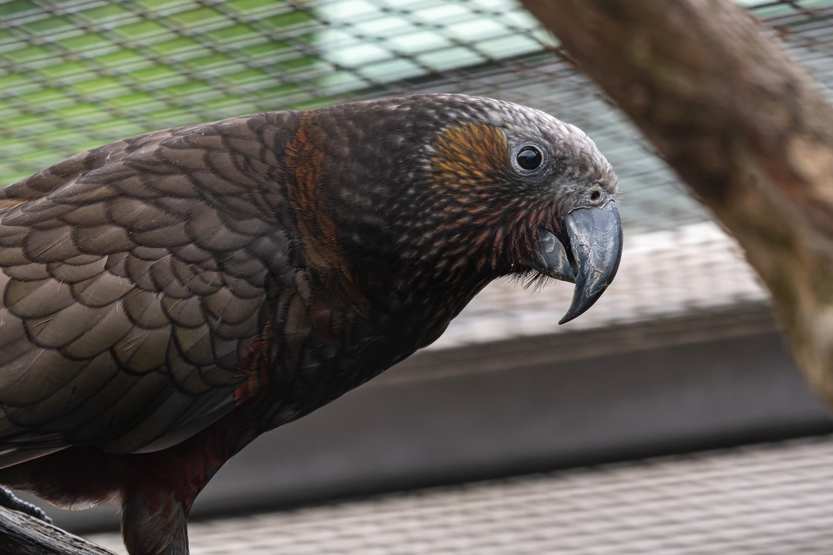 Northern kaka (Nestor meridionalis septentrionalis)