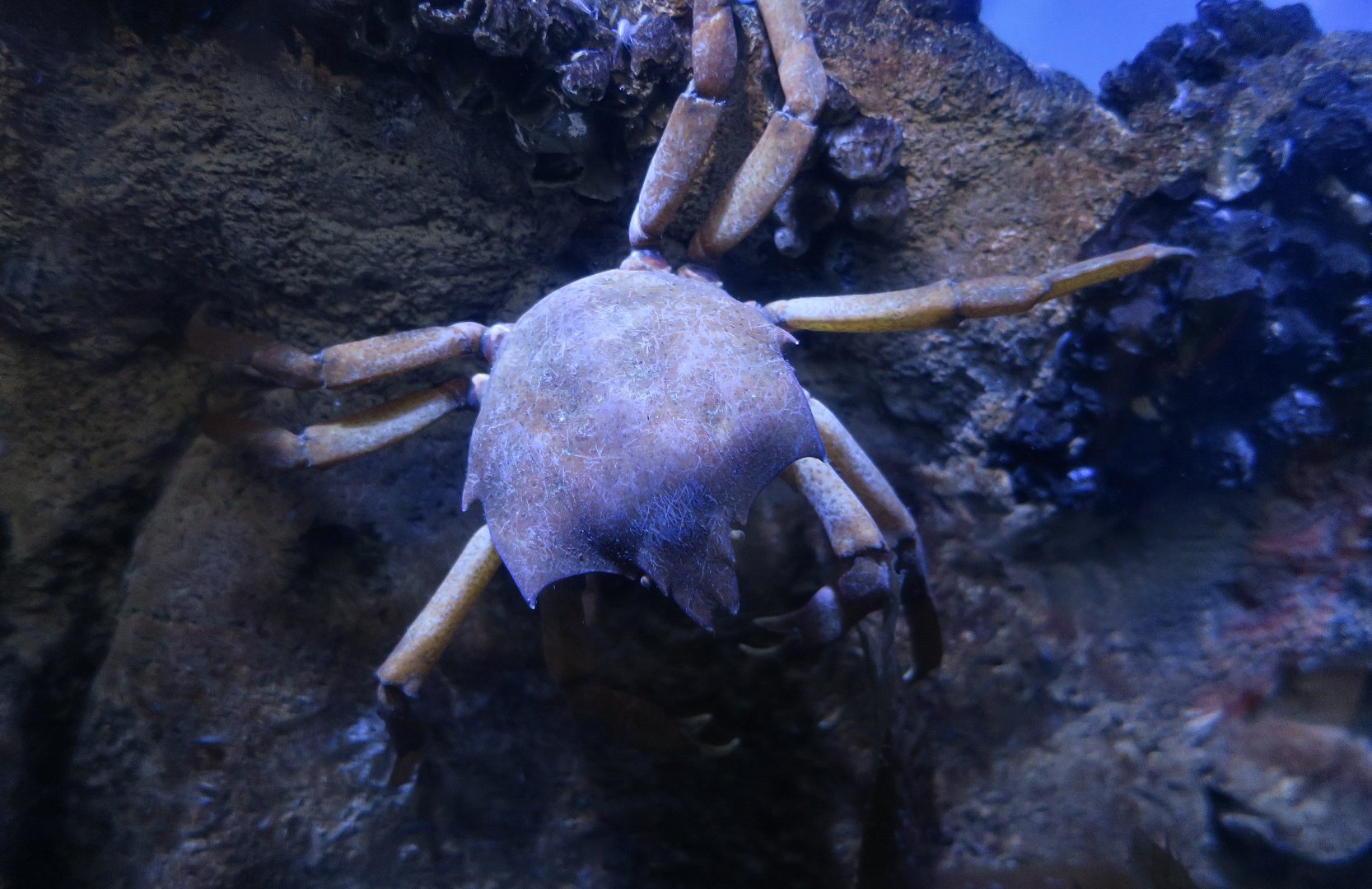 Northern Kelp Crab (Pugettia producta)