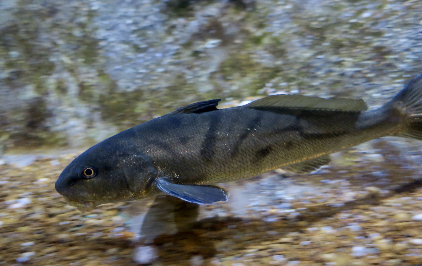 Northern Kingfish (Menticirrhus saxatilis)