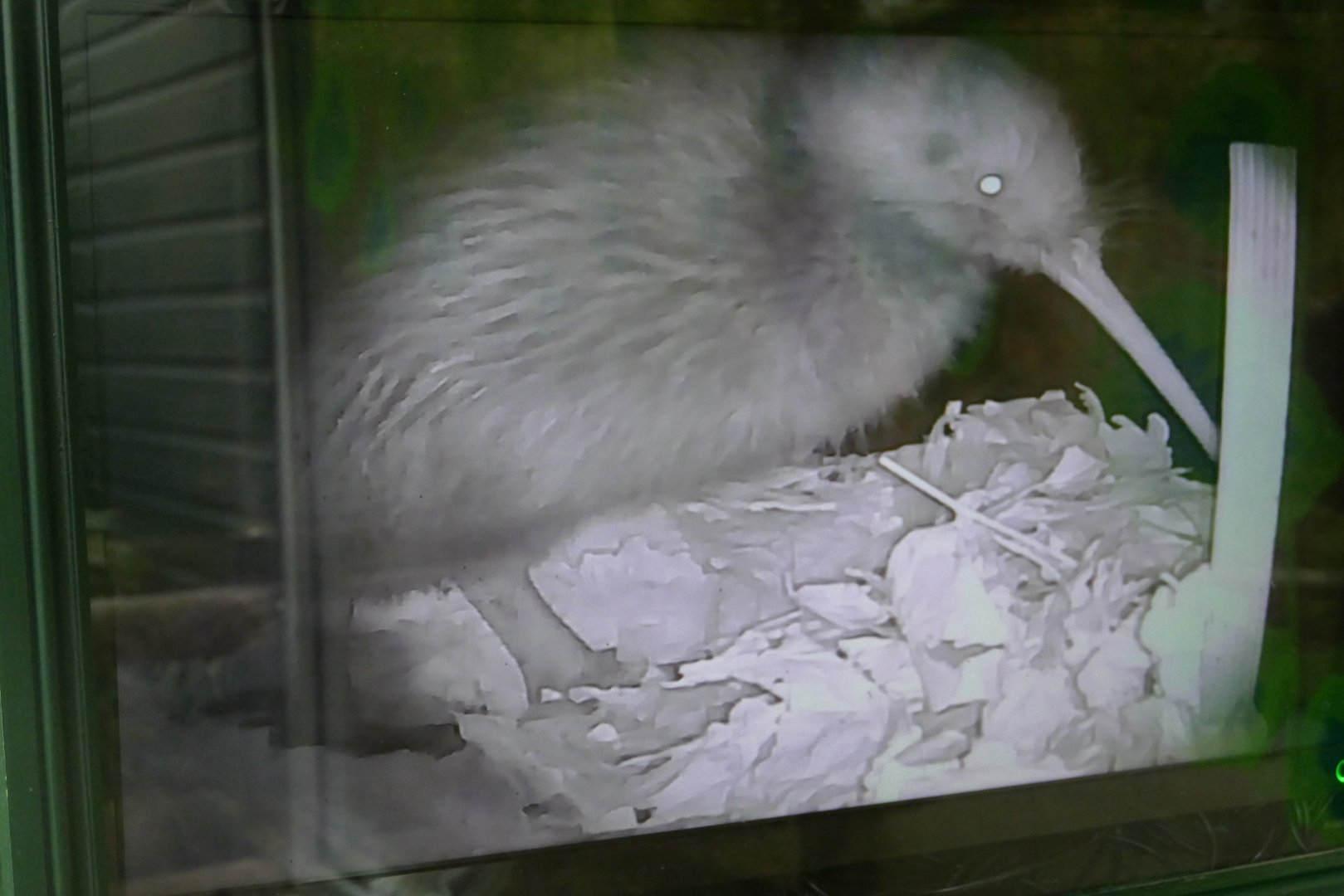 Northern Kiwi, February 2019