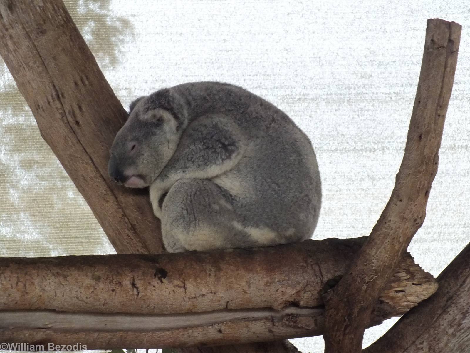 Northern Koala - Cohunu Koala Park