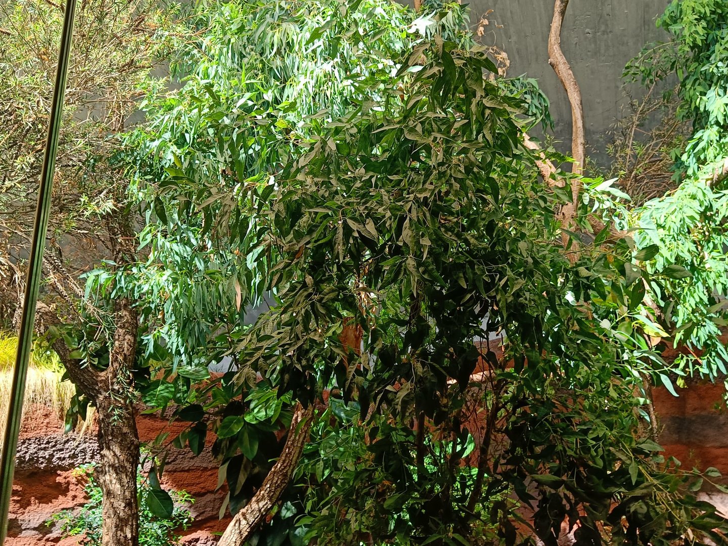 Northern Koala enclosure