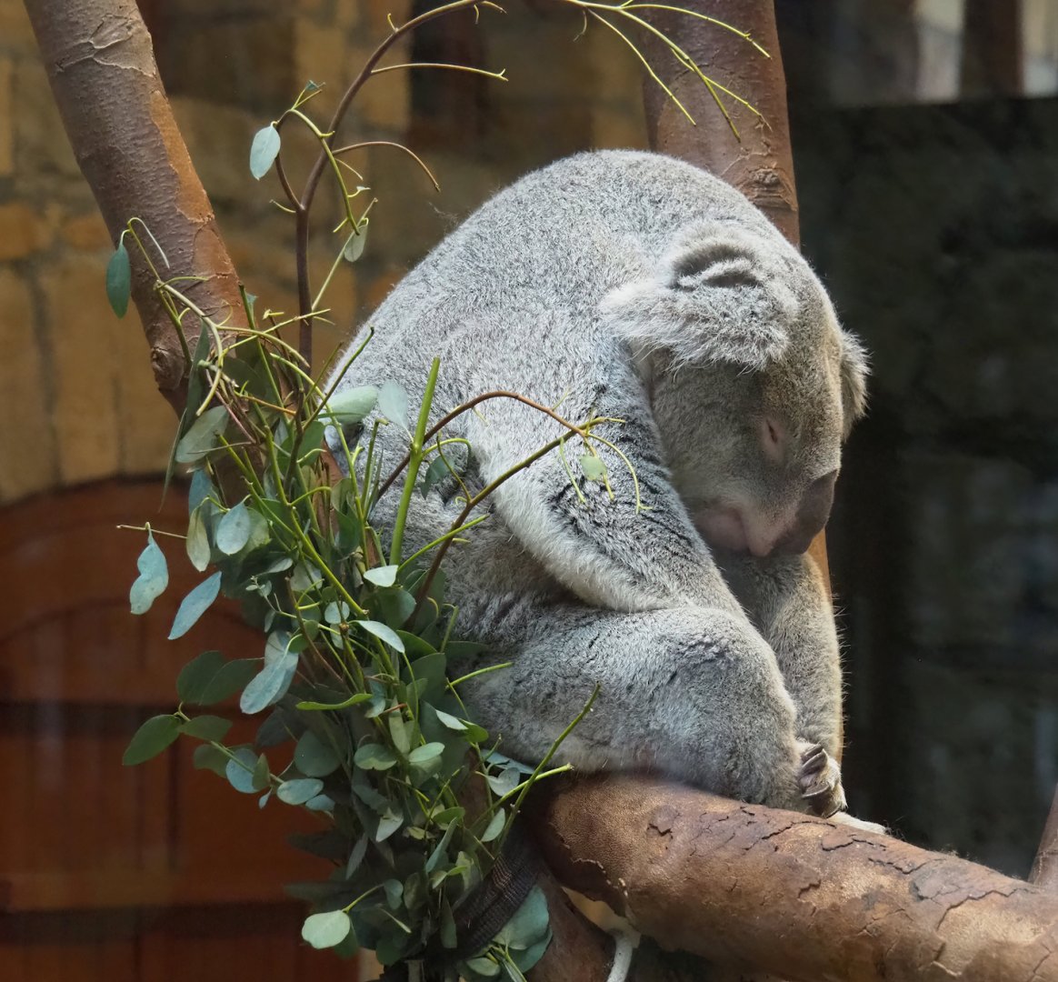 Northern koala (Phascolarctos cinereus cinereus), 2024-02-17
