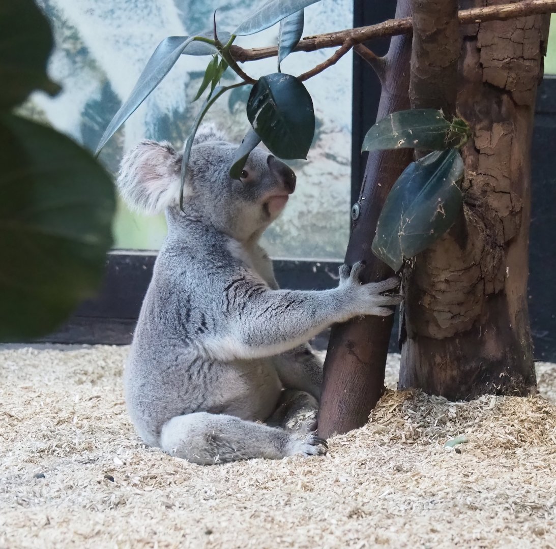 Northern koala (Phascolarctos cinereus cinereus) on the ground, 2024-02-17