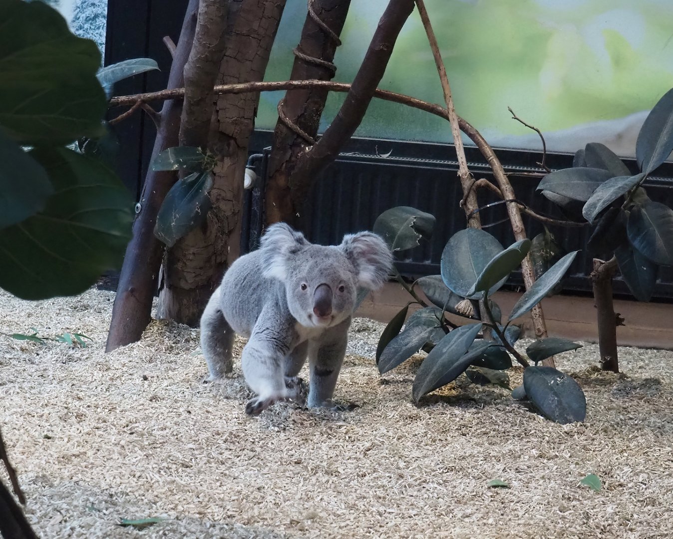 Northern koala (Phascolarctos cinereus cinereus) walking around on the ground, 2024-02-17
