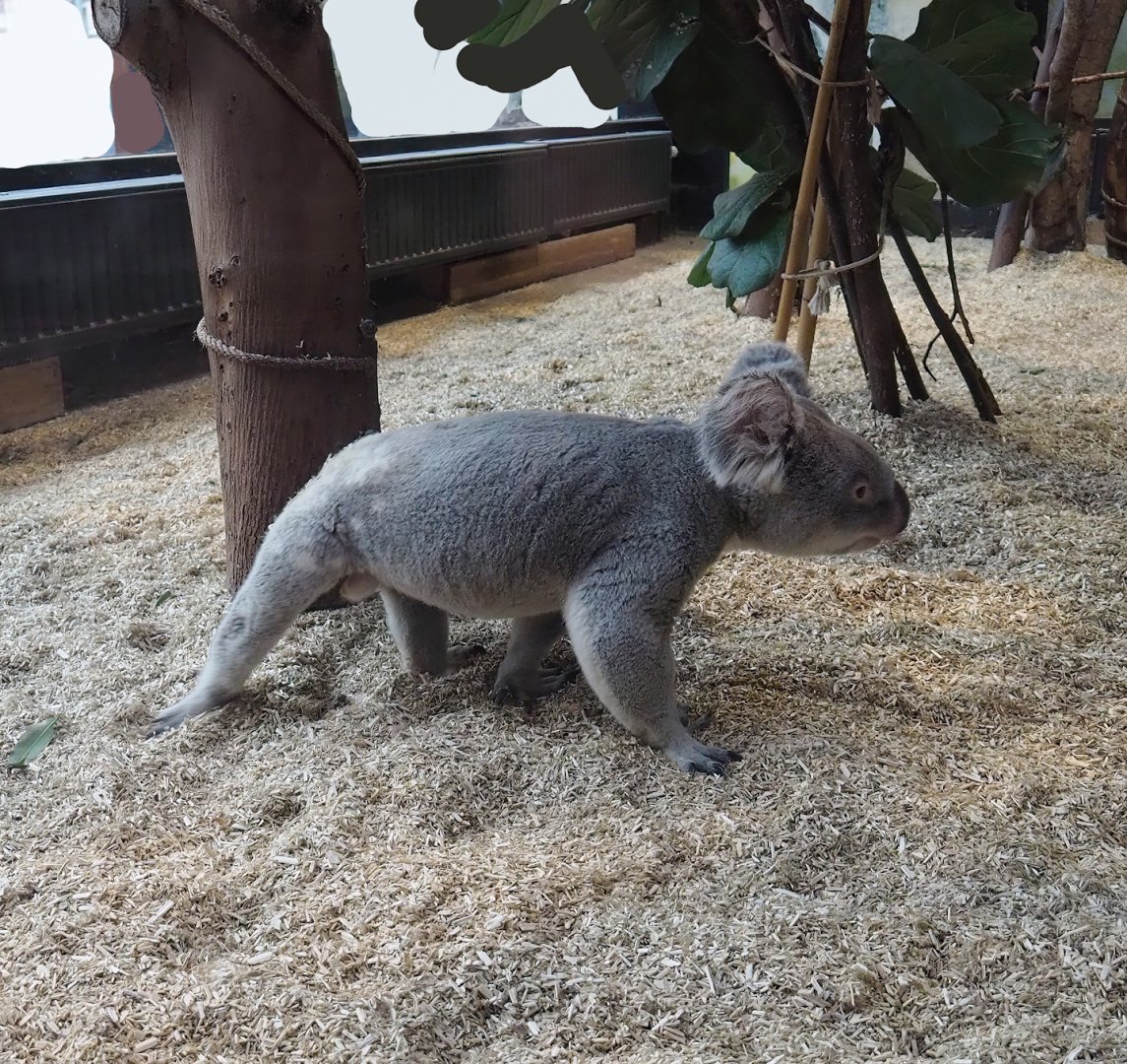 Northern koala (Phascolarctos cinereus cinereus) walking around on the ground, 2024-02-17