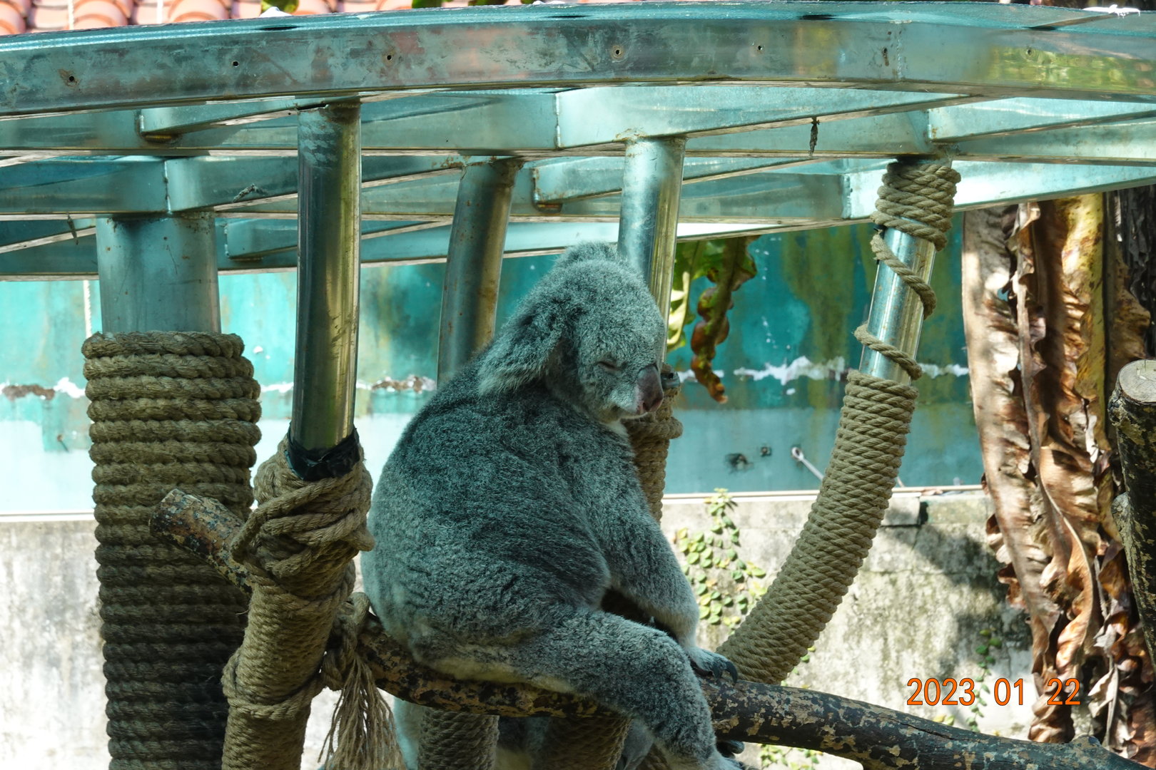 Northern Koala (Phascolarctos cinereus cinereus)